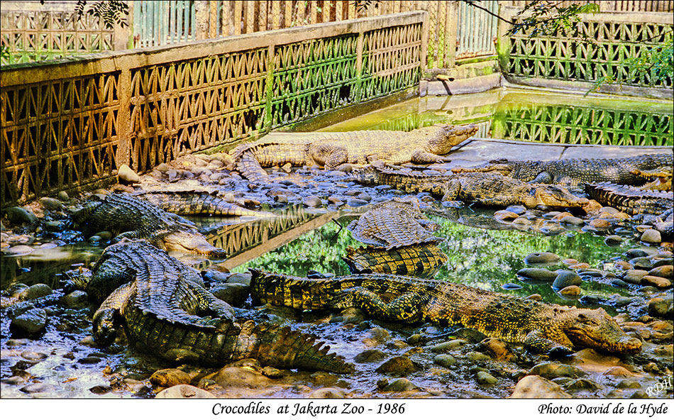 Crocodiles at Jakarta Zoo - 1986