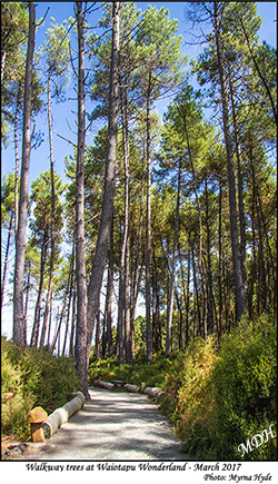 Walkway trees at Waiotapu Wonderland