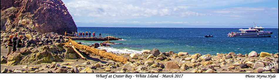Wharf at Crater Bay - White Island