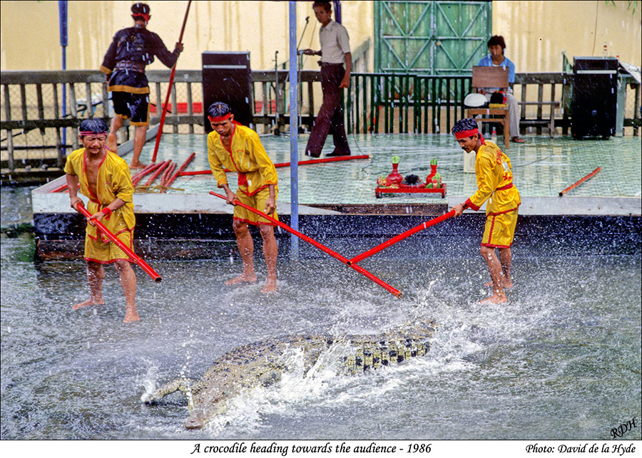 A crocodile heading towards the audience