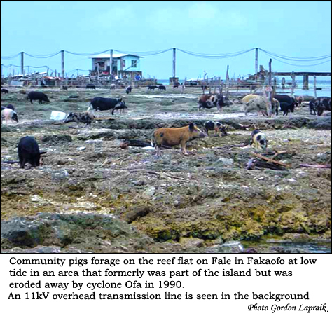 Pigs foraging at low tide in Fakaofo atoll.