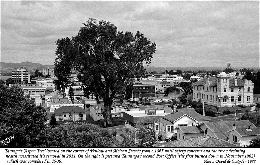 Aspen Tree and 1906 Post Office Tauranga - taken in 1977