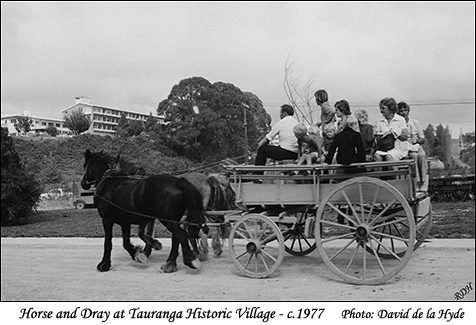 Horses and Dray - Tauranga Historic Village - circa 1976
