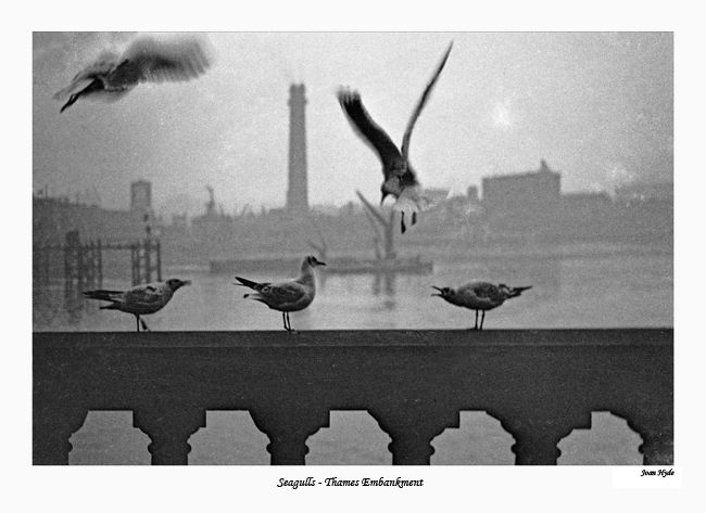 Thames Seagulls