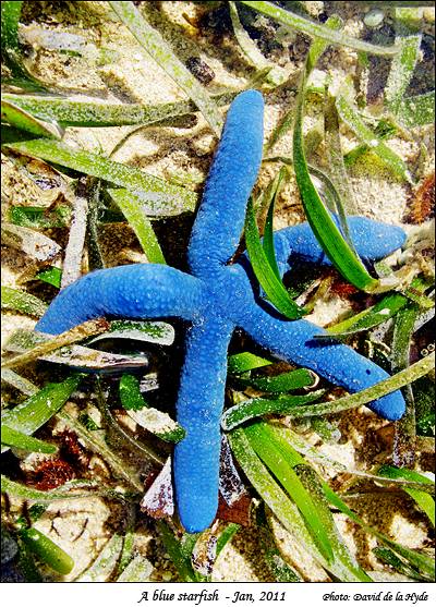Ablue starfish