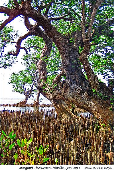 Mangrove Tree Demon