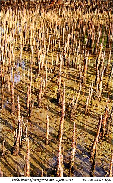 Aerial roots of mangrove trees