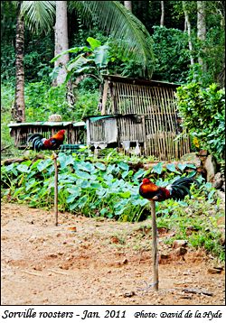 Two Sorville roosters