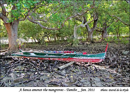 A banca amongst the mangroves at Tumibo