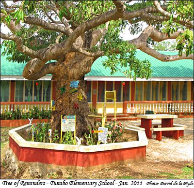 Tree of reminders - Tumibo Elementary School
