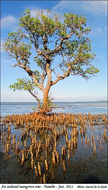 An isolated mangrove tree at Tumibo