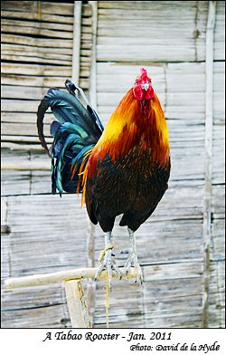 A Tabao Rooster