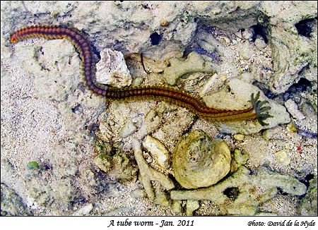 A tube worm