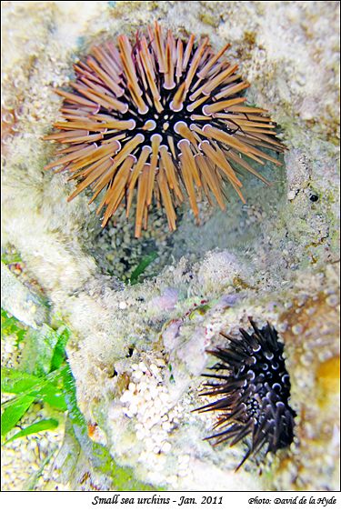 Small sea urchins