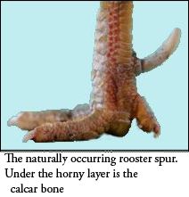 Rooster spur