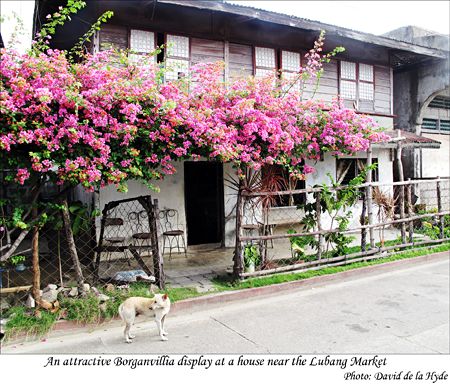 A bourganvillia display at a house near Lubang Market