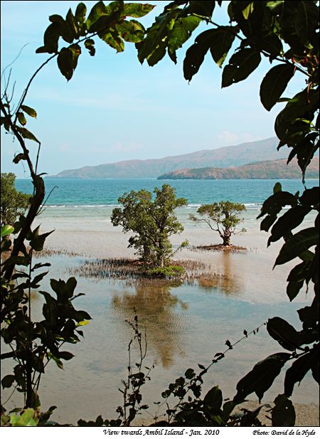 Ambil Island view with mangrove trees