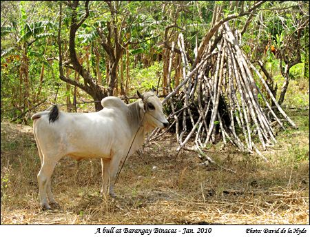 A bull at Barangay Binacas