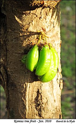 Kamias tree fruit  