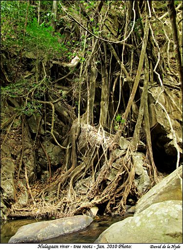 Hulagaan river - tree roots