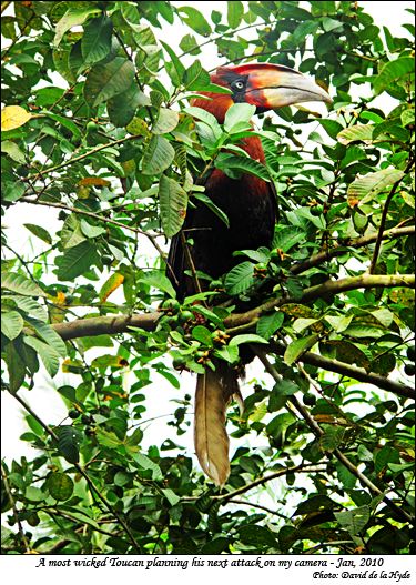 A most wicked Toucan planning his next attack on my camera
