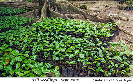  Pili Seedlings