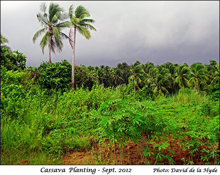 A cassava planting