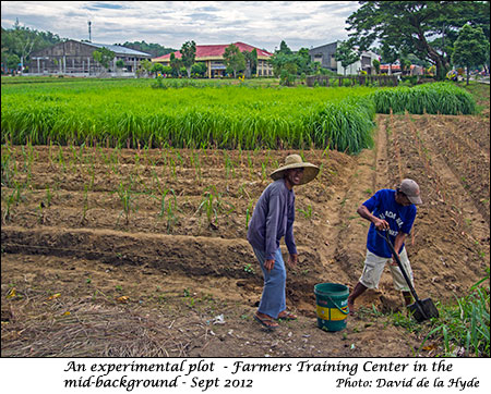 Experimental plot opposite the Farmers Training Center.