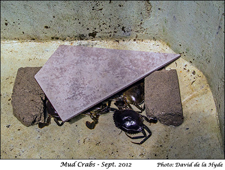 Mud Crabs