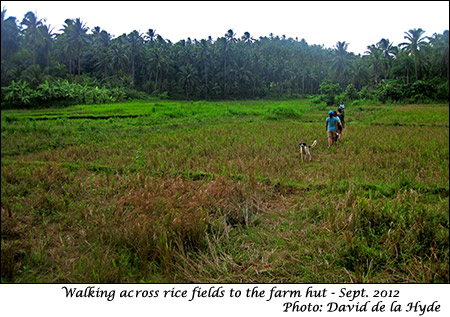 Crossing rice fields to the farm hut