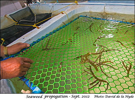 Seaweed propogation