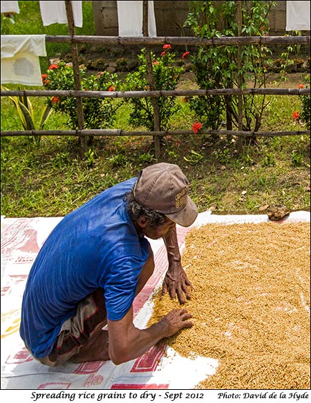 Spreading rice grains to dry