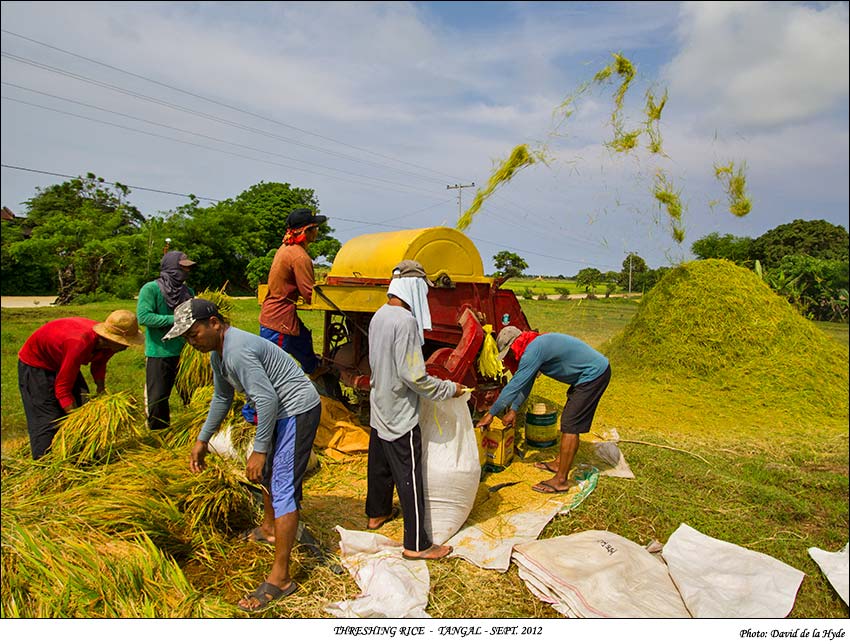 Threshing Rice in Tangal