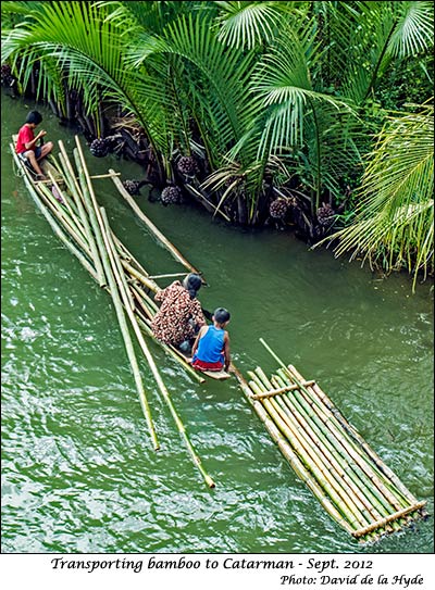 Transporting bamboo into Catarman