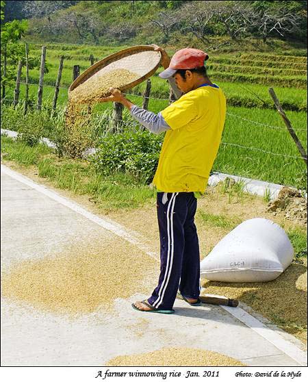 Winnowing - separating rice grains from their husk