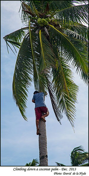 Climbing down a coconut palm