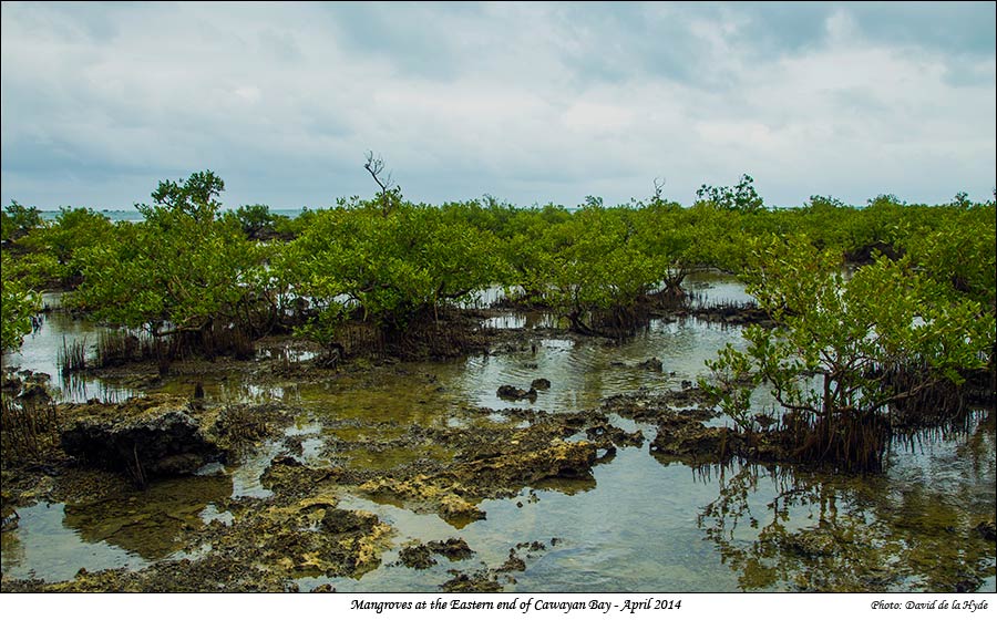 Mangroves on the eastern side of the Catarman river mouth