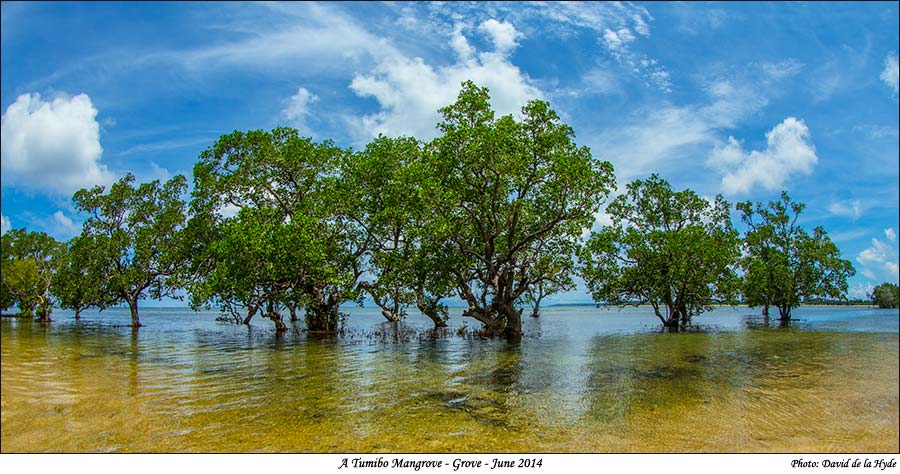 Mangrove - Grove Tumibo