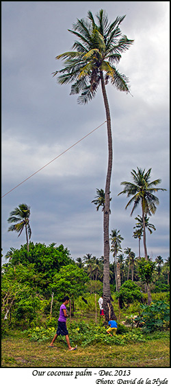 Our Coconut Palm