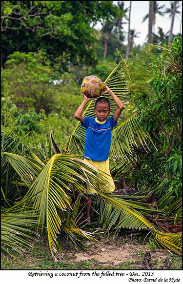 Retrieving a coconut from the felled tree