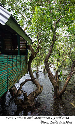 House and mangroves