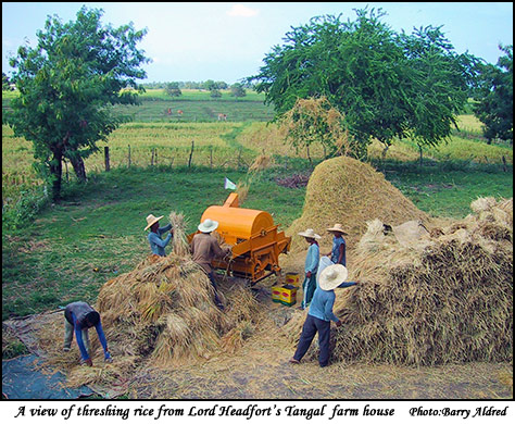 Farmhouse view of threshing rice on Lord Headforts Tangal farm