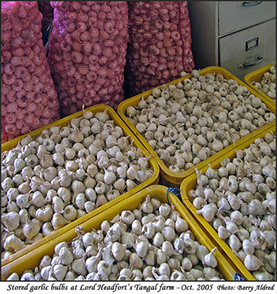 Stored Garlic Bulbs