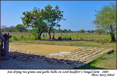 Sun drying rice grains and garlic bulbs at Lord Headfort's Tangal farm