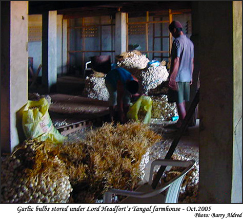 Stored garlic bulbs under Lord Headfort's Tangal farmhouse
