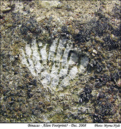 Binacas Alien Footprint?