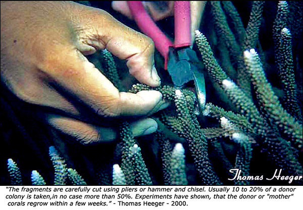 Cutting coral fragments in Cebu - 2000
