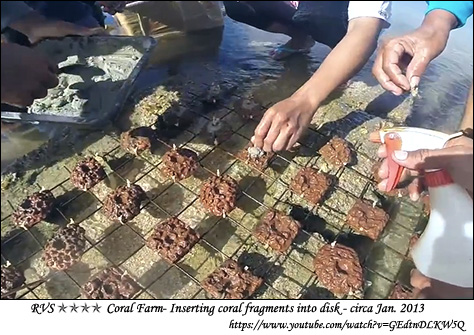 Inserting coral fragments into the concrete disks