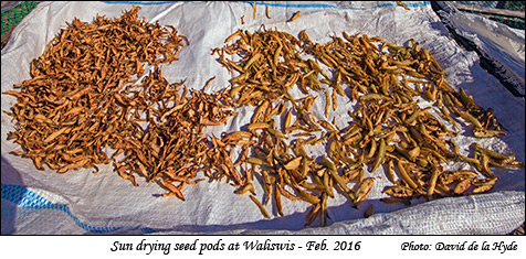 Sun drying seed pods at Waliswis