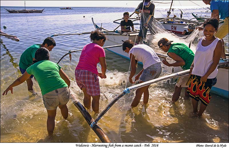 Gathering fish from a net at Waliswis